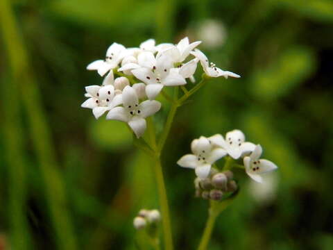 Imagem de Galium palustre L.