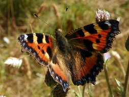 Imagem de Aglais urticae Linnaeus 1758