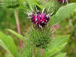 Image of common burdock