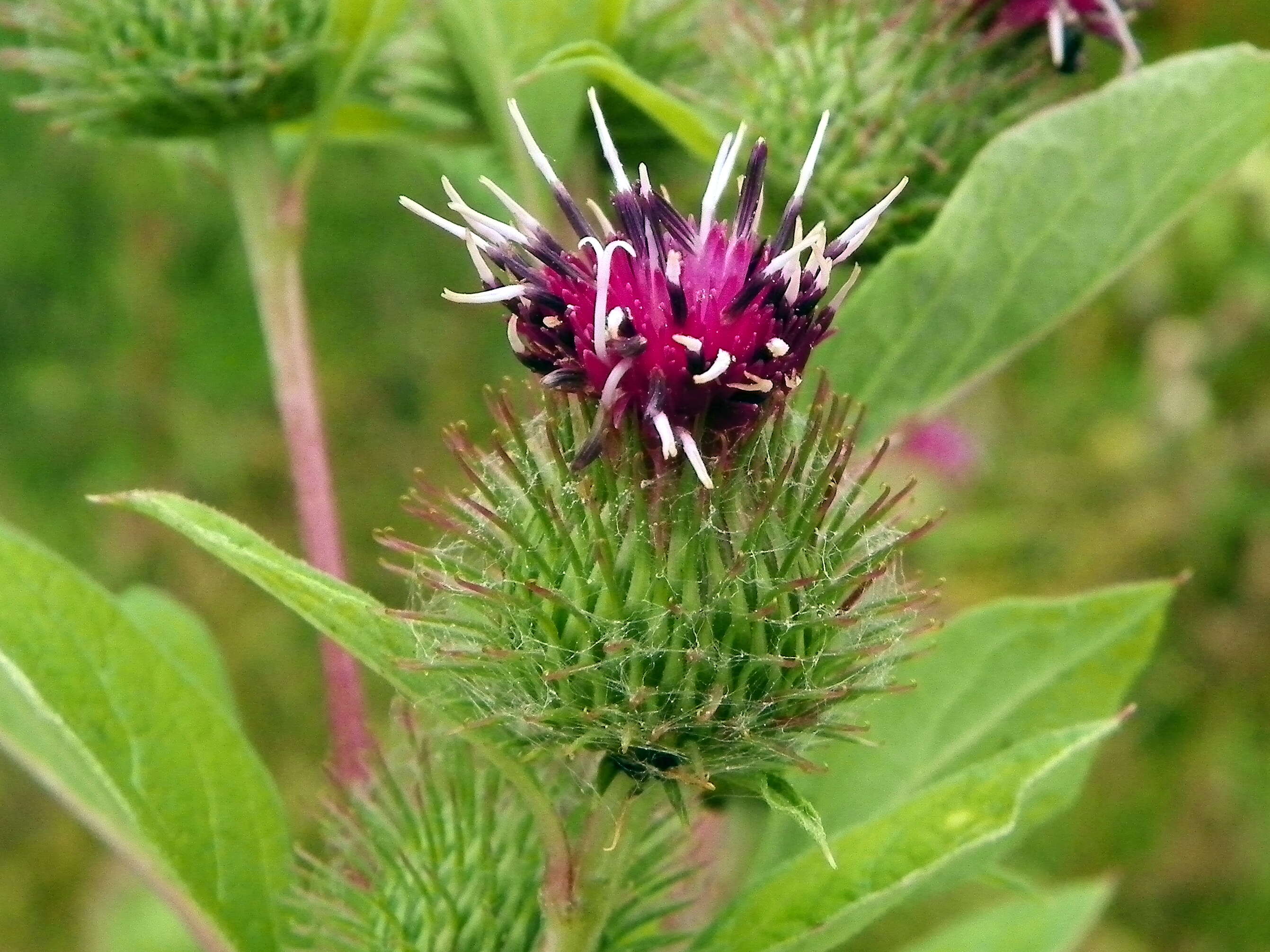 Image of common burdock