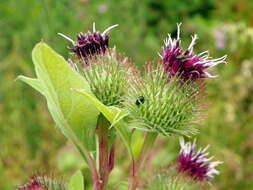 Image of common burdock