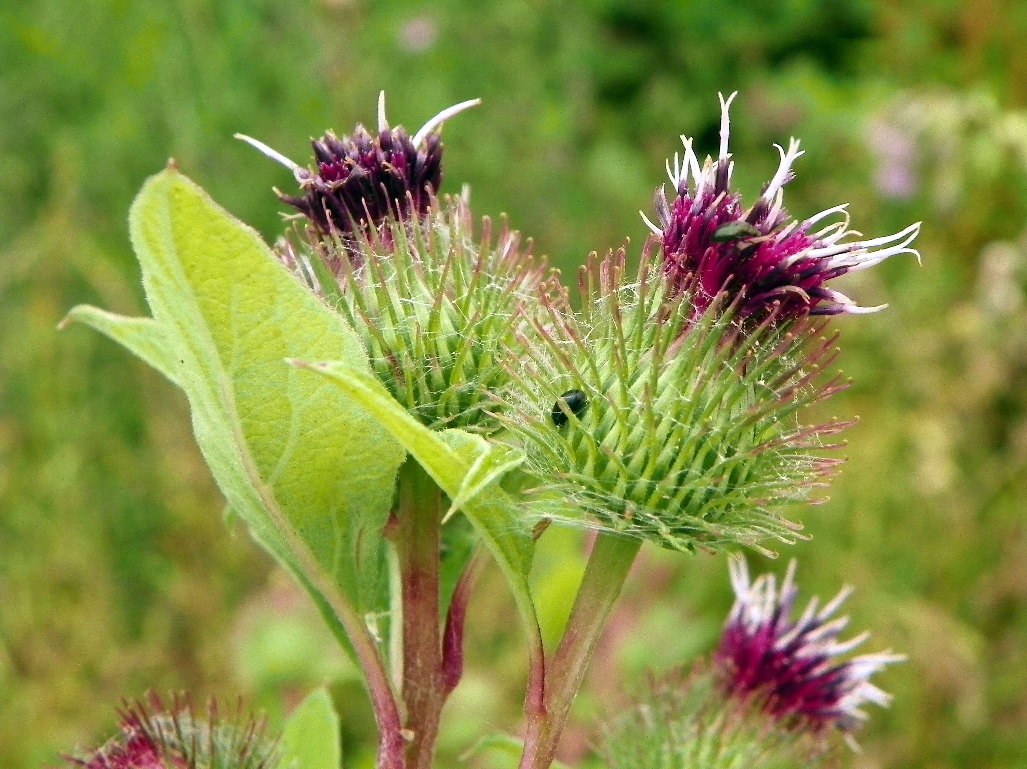 Image of common burdock