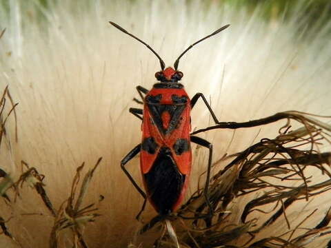 Image of black & red squash bug