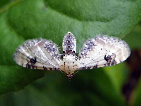 Image of lime-speck pug