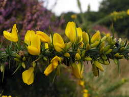 Image of Dwarf Gorse