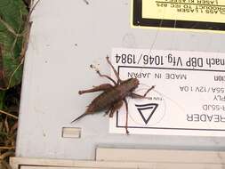 Image of dark bush-cricket