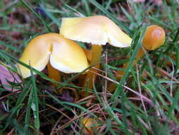 Hygrocybe chlorophana (Fr.) Wünsche 1877 resmi