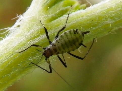 Image of Aphid