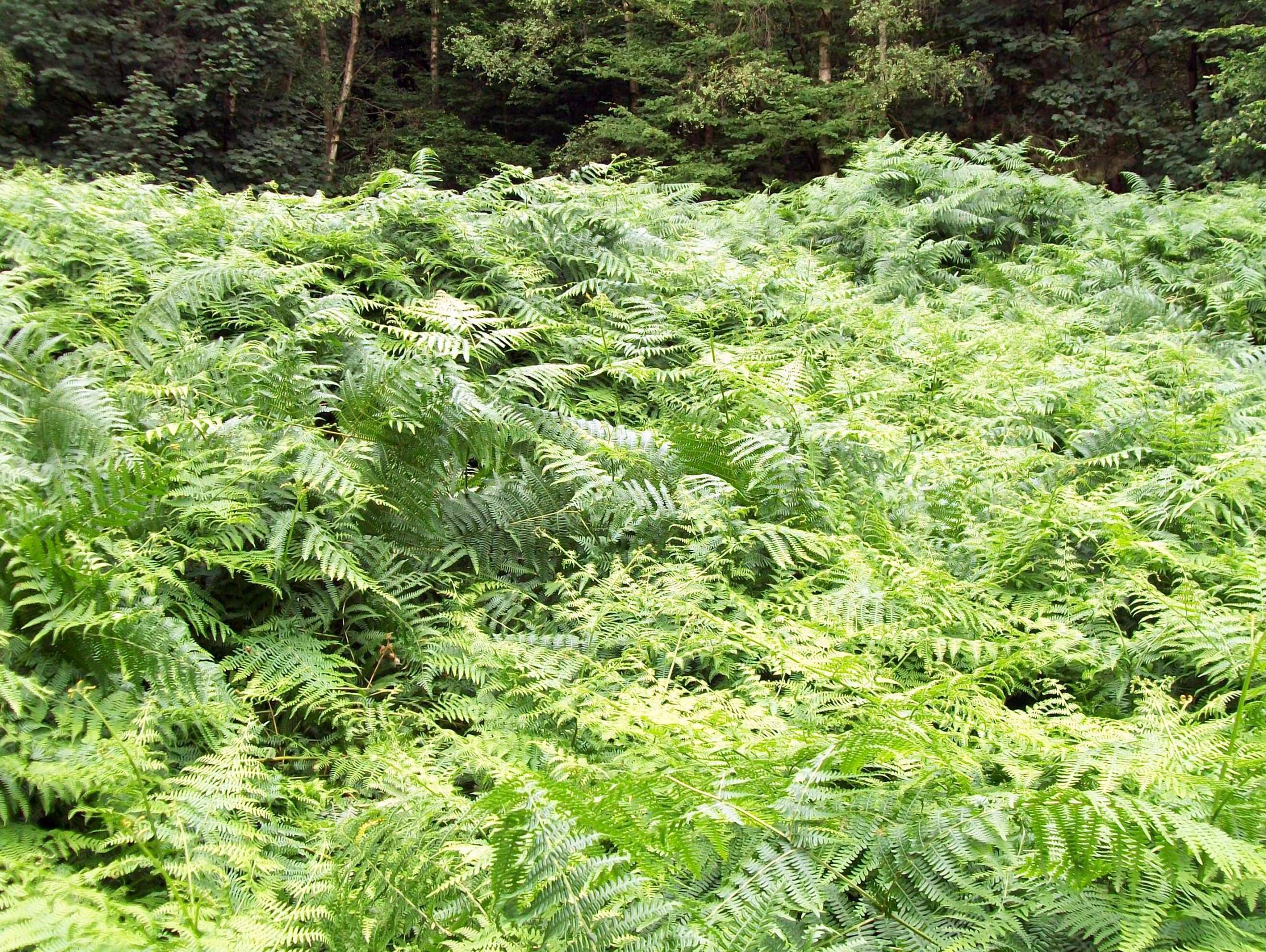 Image of Bracken