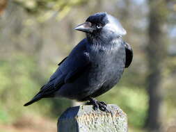 Image of Eurasian Jackdaw