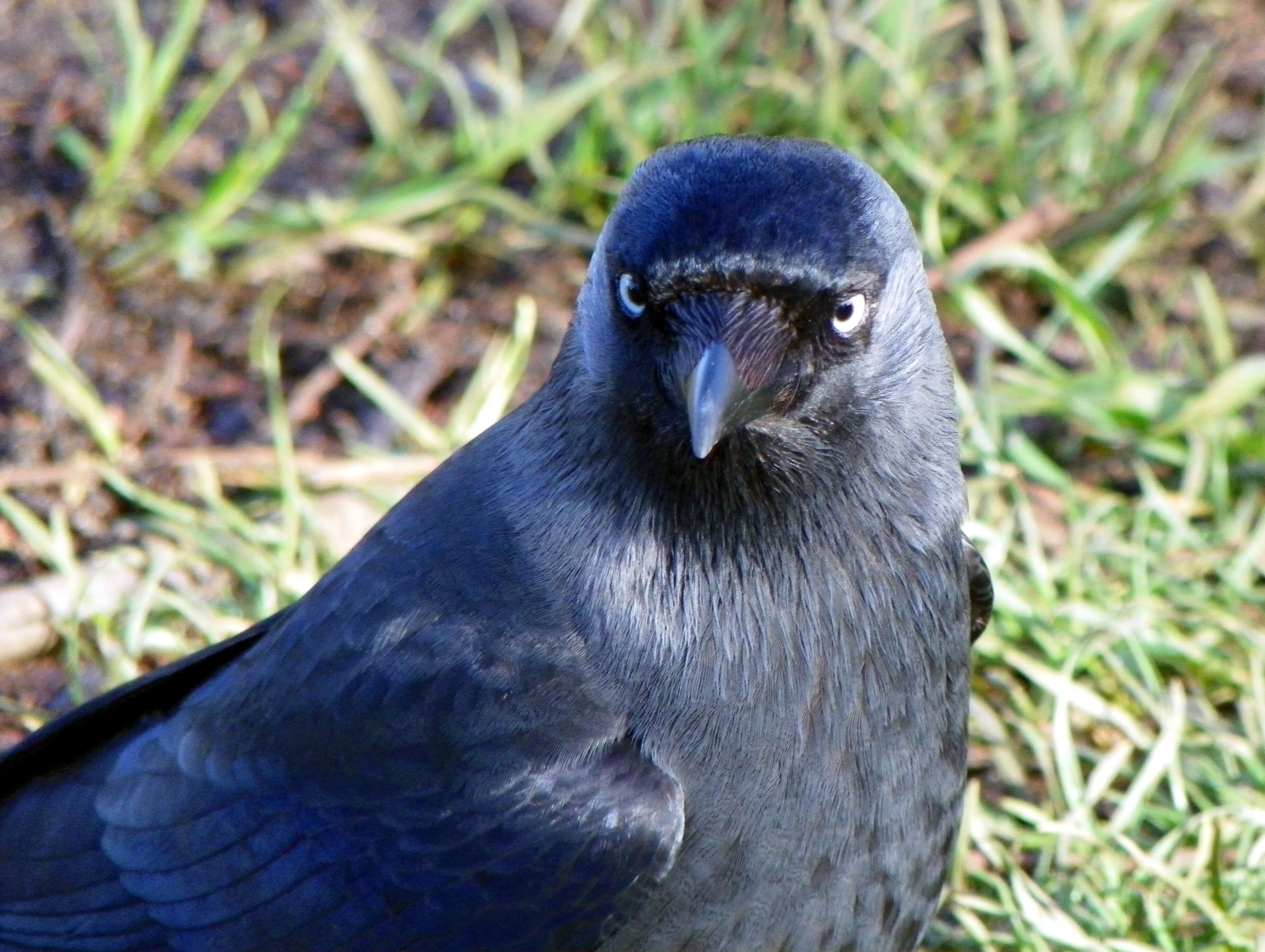 Image of Eurasian Jackdaw