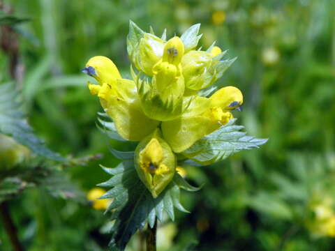 Image of Yellow rattle