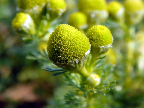 Image of disc mayweed