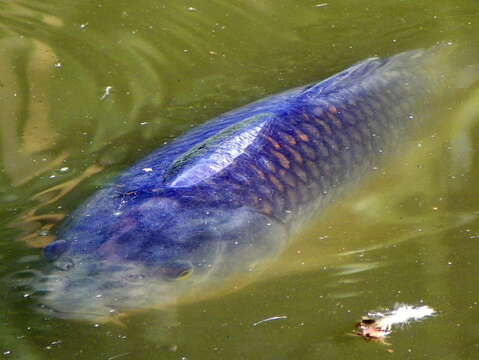 Image of common carp, carp