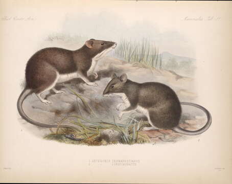 Image of Desmarest's Spiny Pocket Mouse