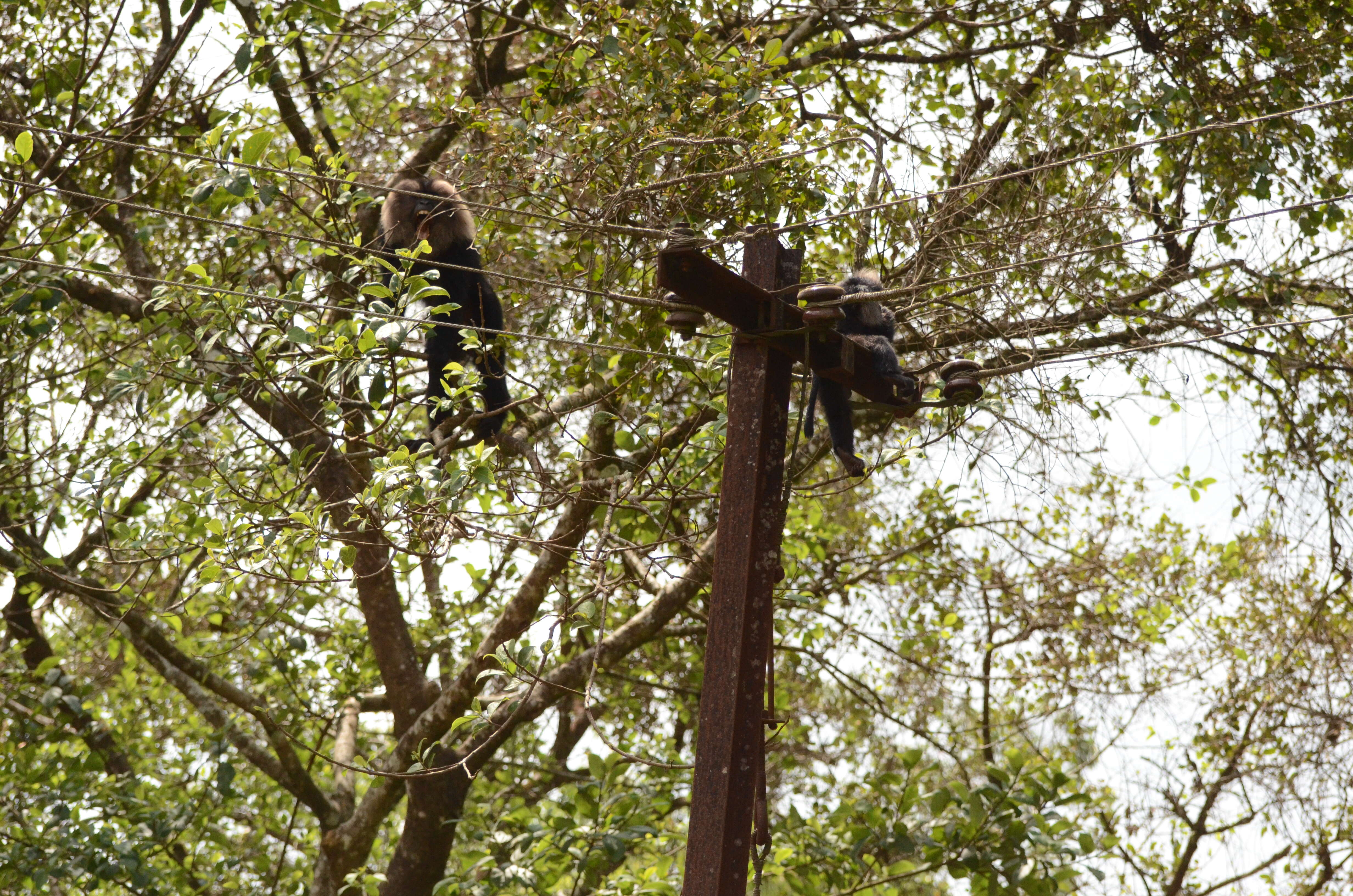 Image of Lion-tailed Macaque