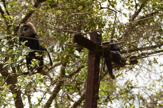 Image of Lion-tailed Macaque