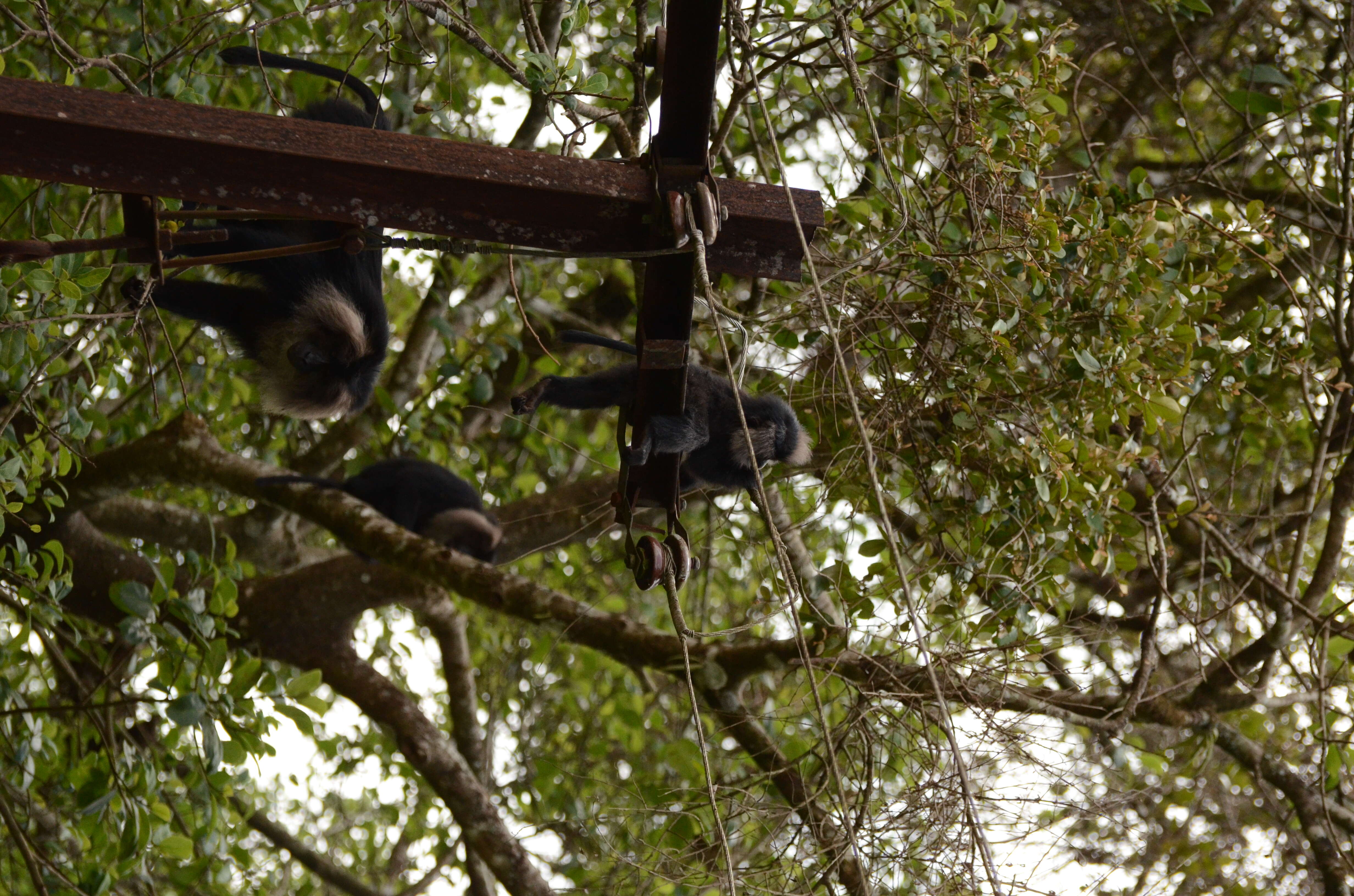 Image of Lion-tailed Macaque