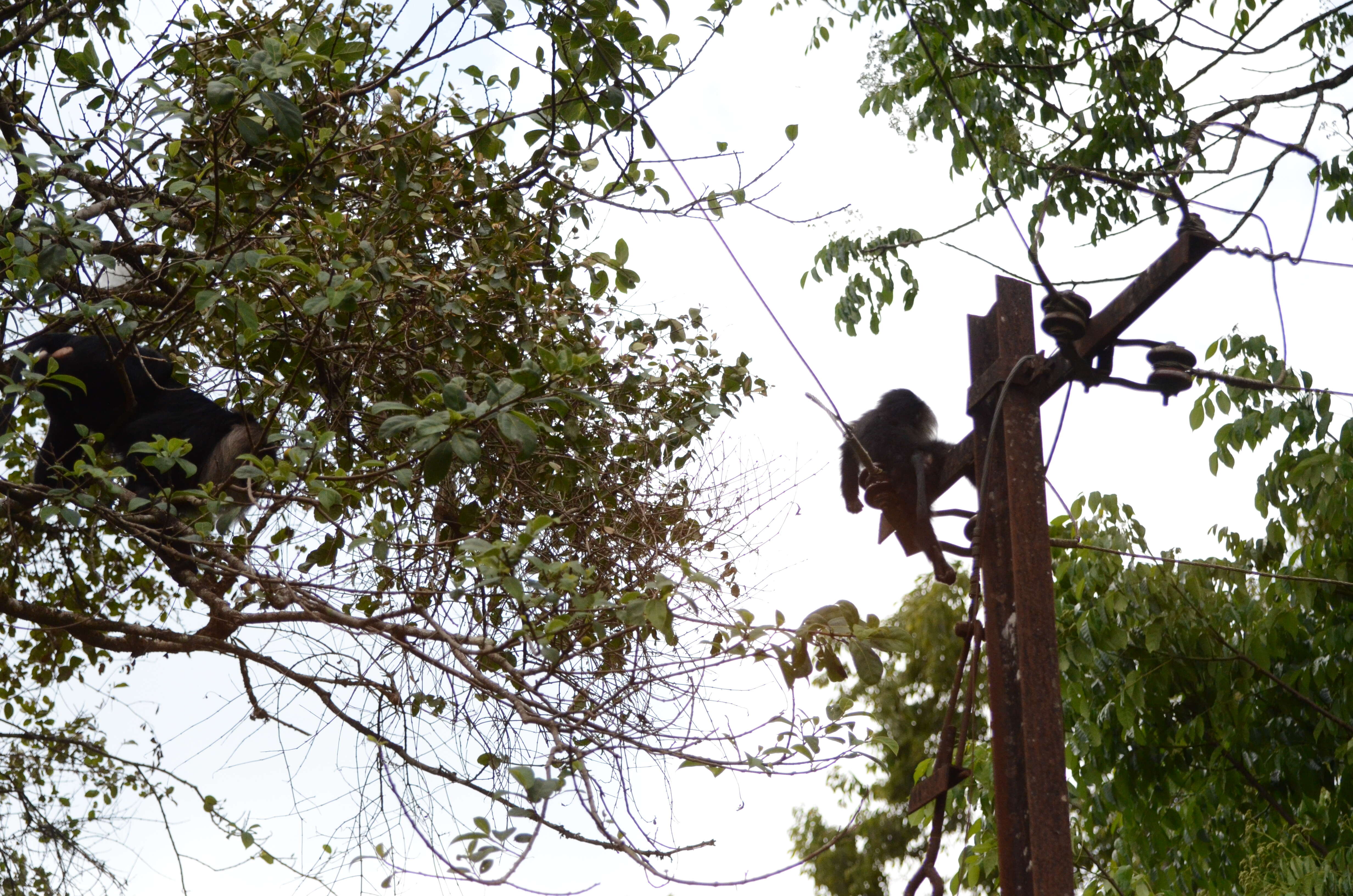 Image of Lion-tailed Macaque