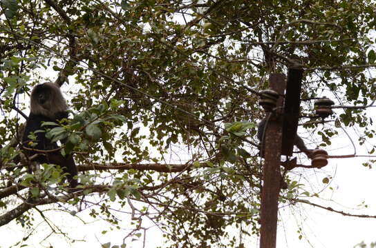 Image of Lion-tailed Macaque