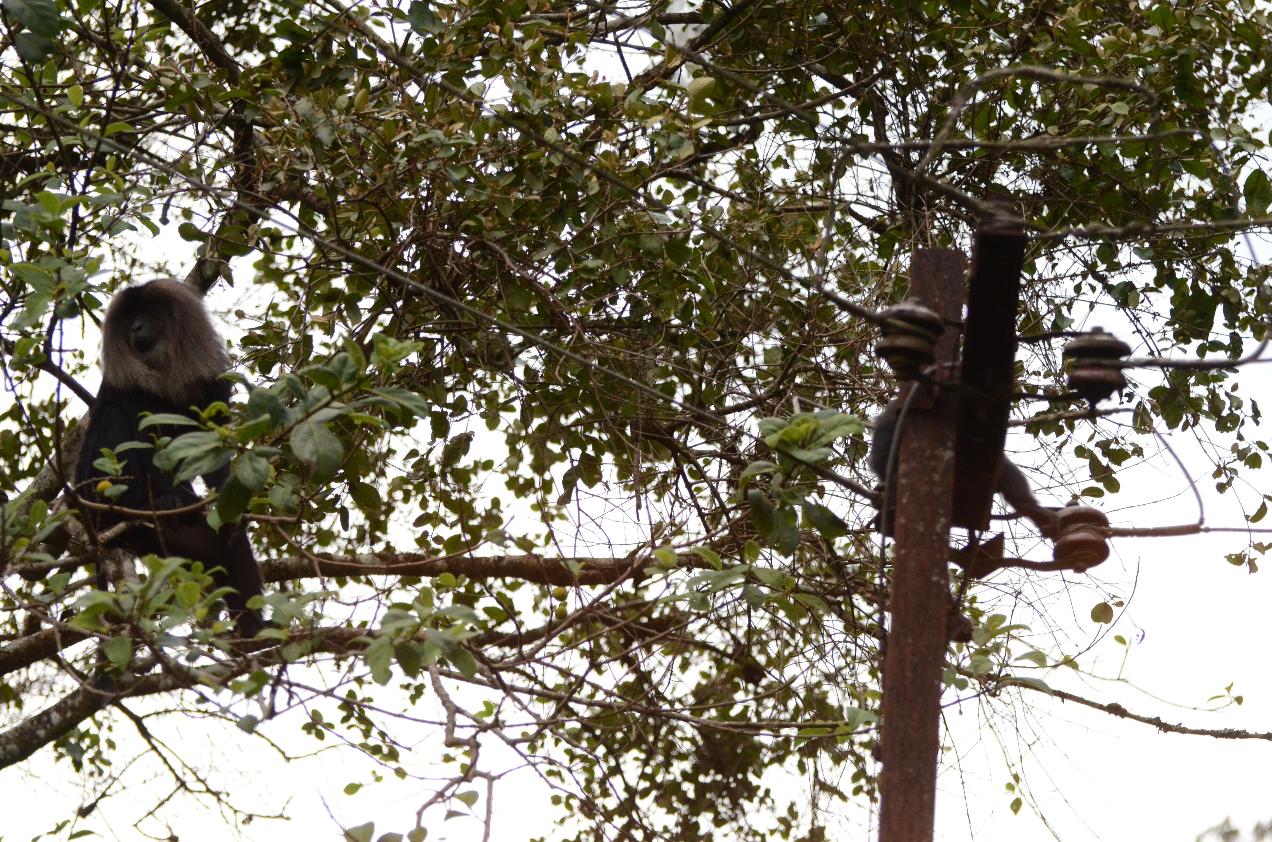 Image of Lion-tailed Macaque