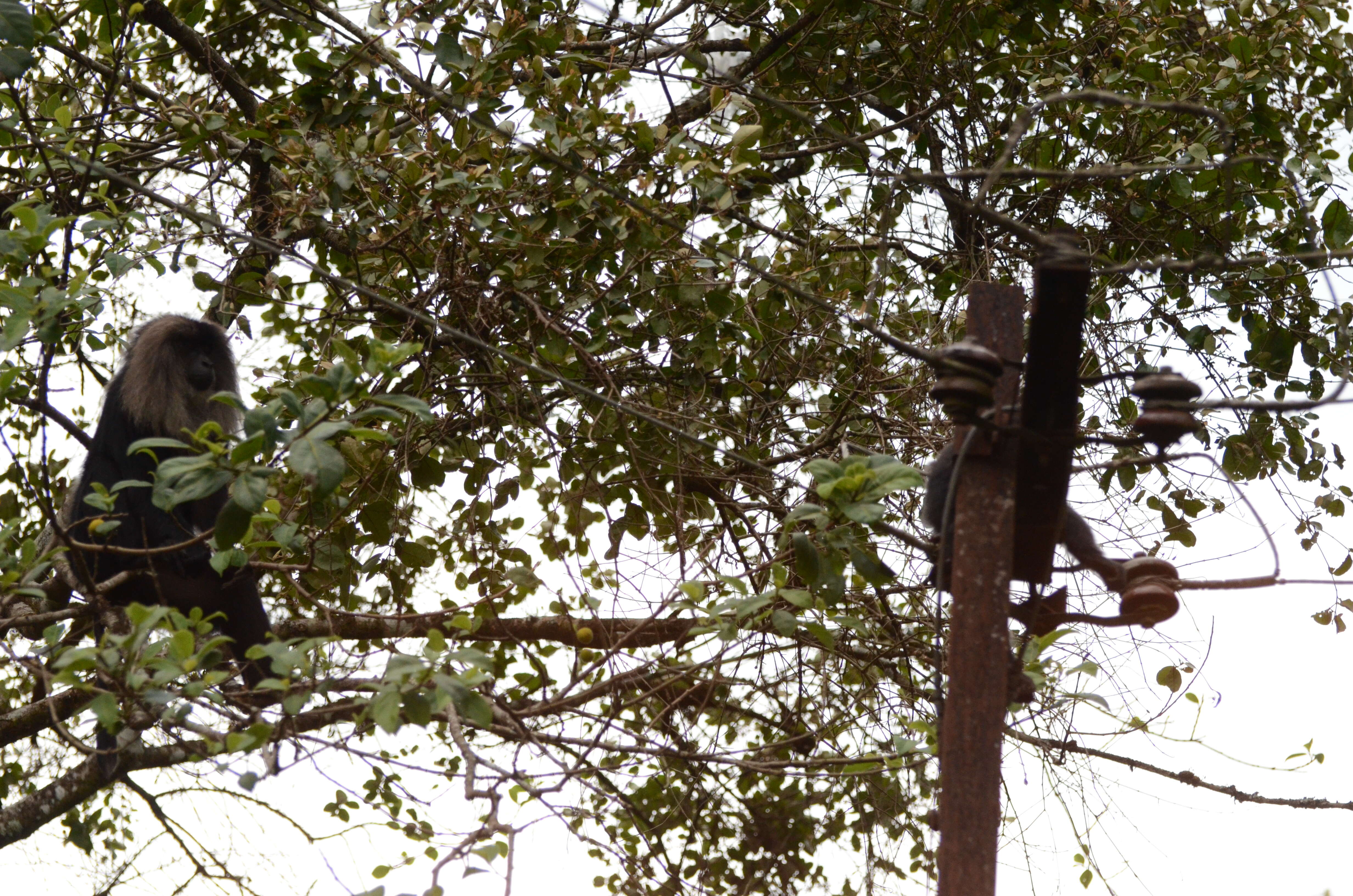 Image of Lion-tailed Macaque