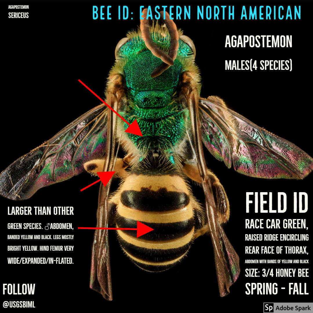 Image of Metallic Green Bees