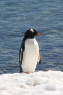 Image of Gentoo Penguin