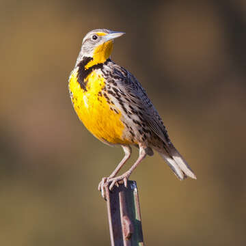 Image of Western Meadowlark