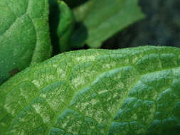 Image of blue-eyed-Mary