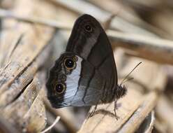 Imagem de Euptychoides