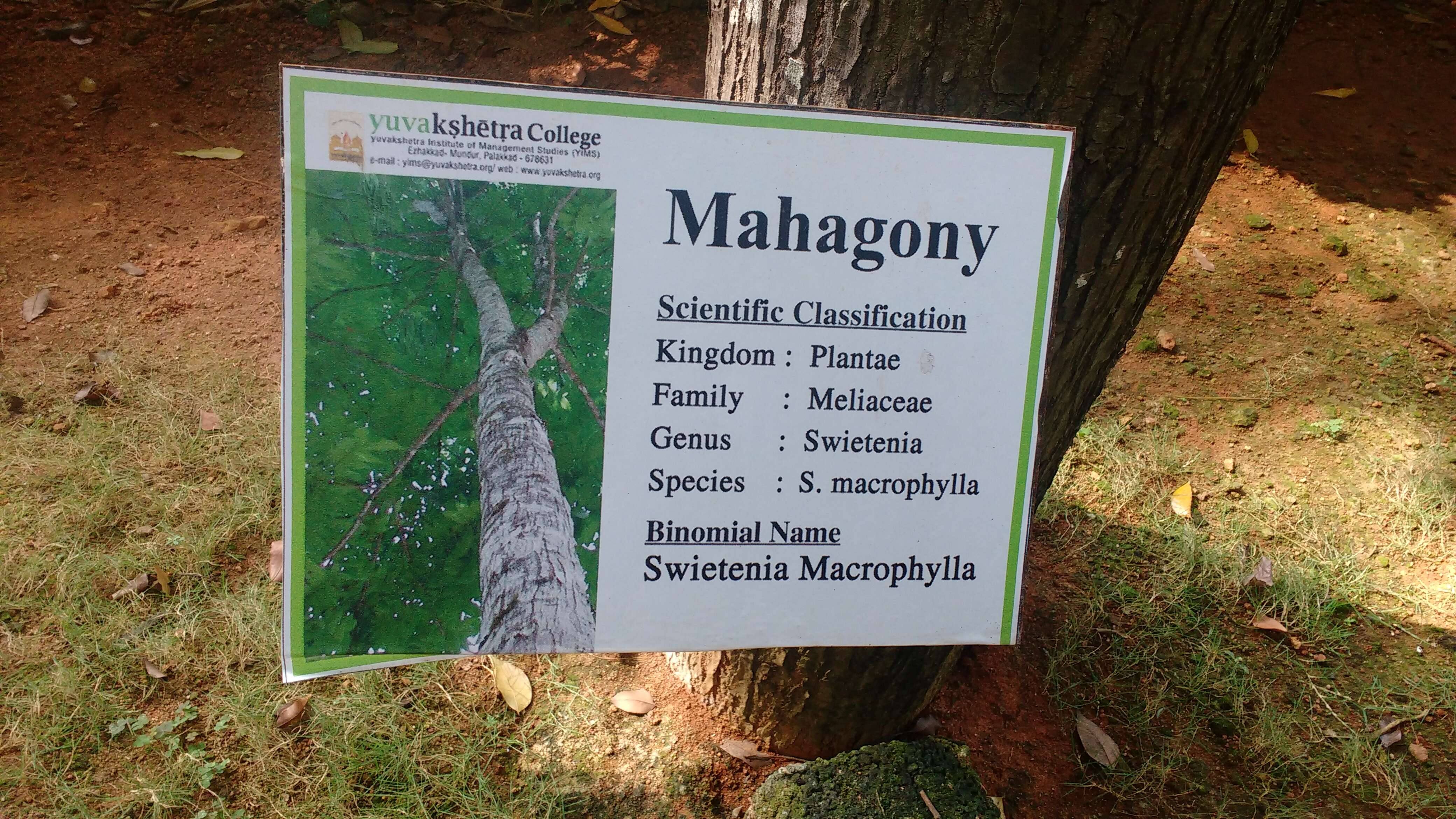 Image de Mahogani Grands Feuilles