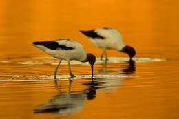 Image of Australian Red-necked Avocet