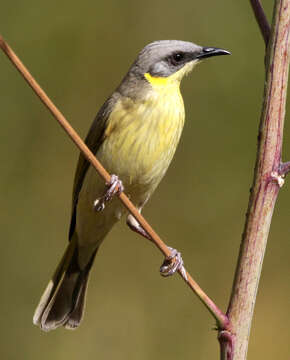 Image of Grey-headed Honeyeater