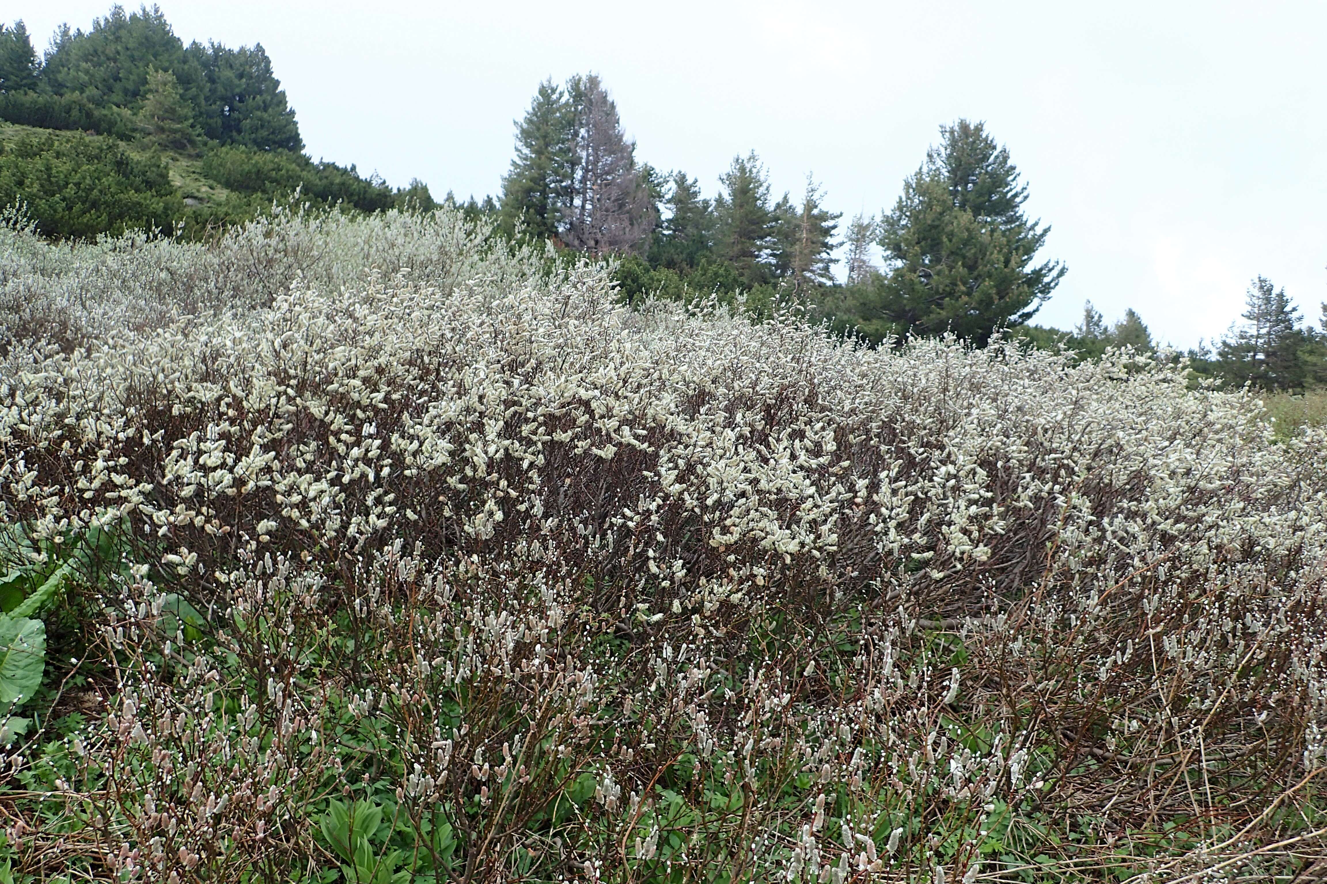 Image of Salix lapponum L.