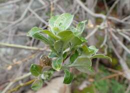 Image of Salix lapponum L.