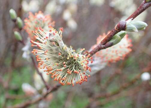 Image of Salix lapponum L.