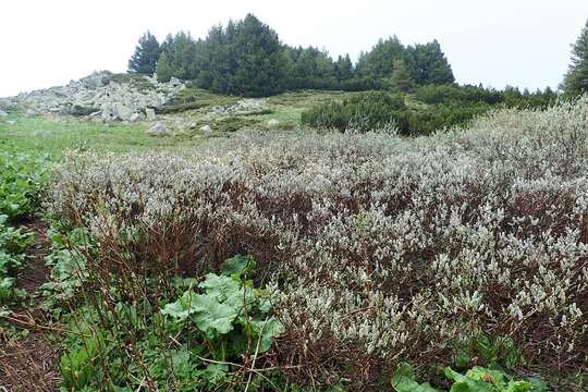 Image of Salix lapponum L.