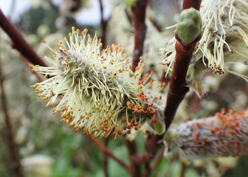 Image of Salix lapponum L.