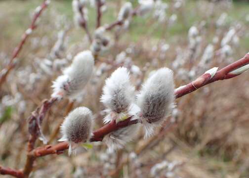 Image of Salix lapponum L.