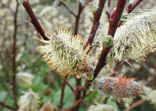 Image of Salix lapponum L.