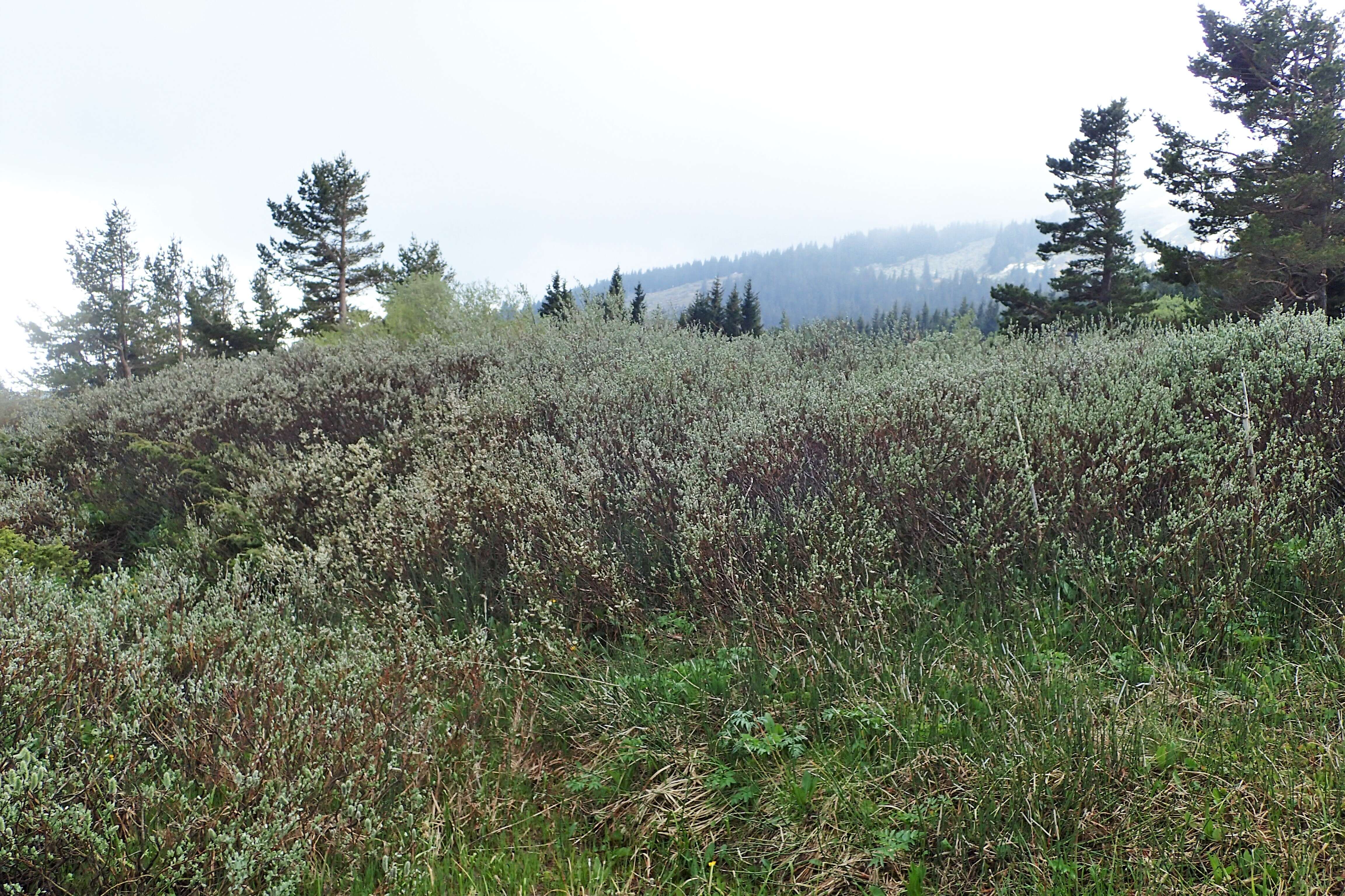 Image of Salix lapponum L.