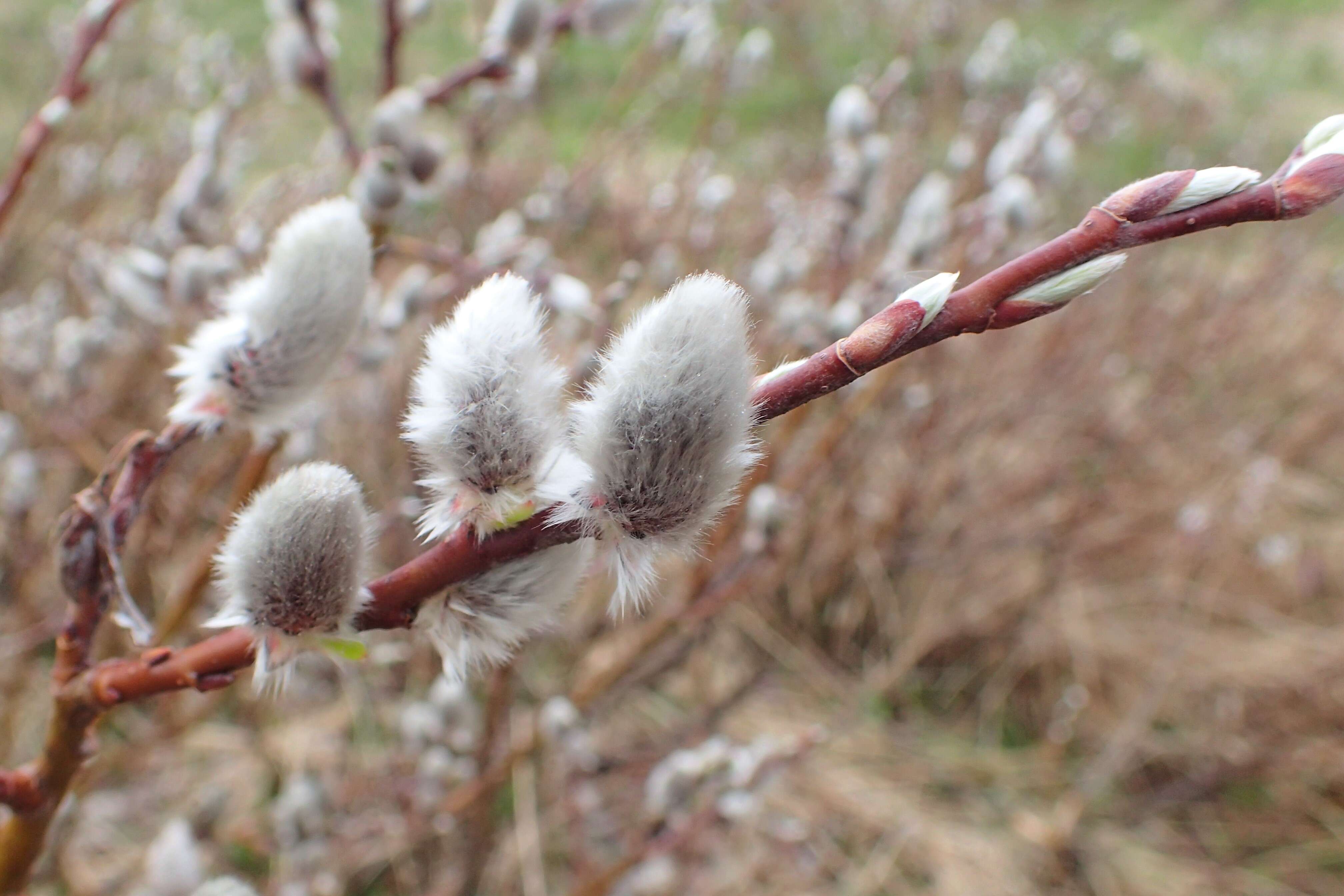 Image of Salix lapponum L.