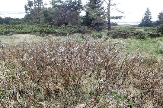 Image of Salix lapponum L.