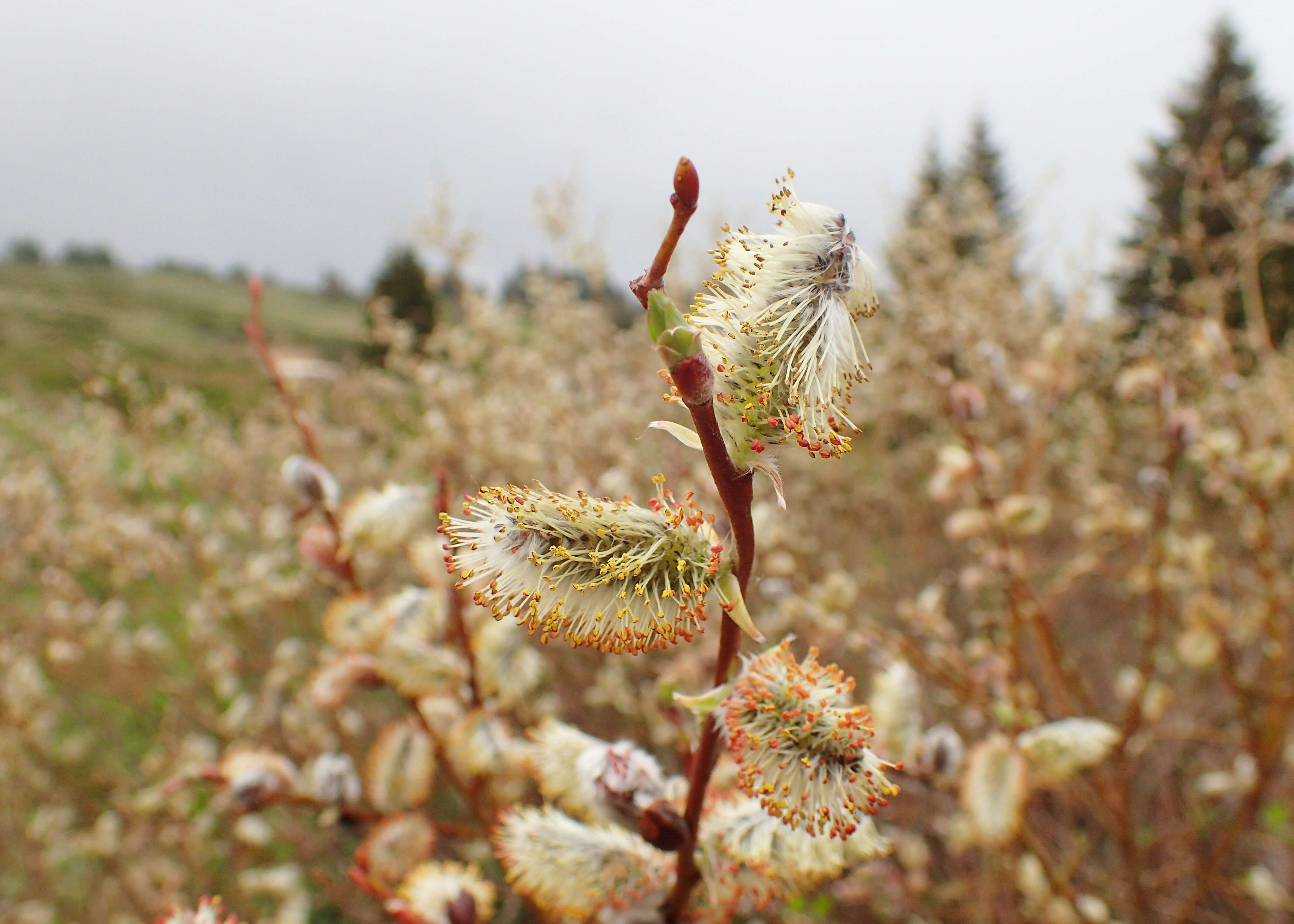 Image of Salix lapponum L.