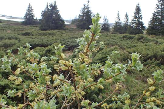 Imagem de Salix lapponum L.