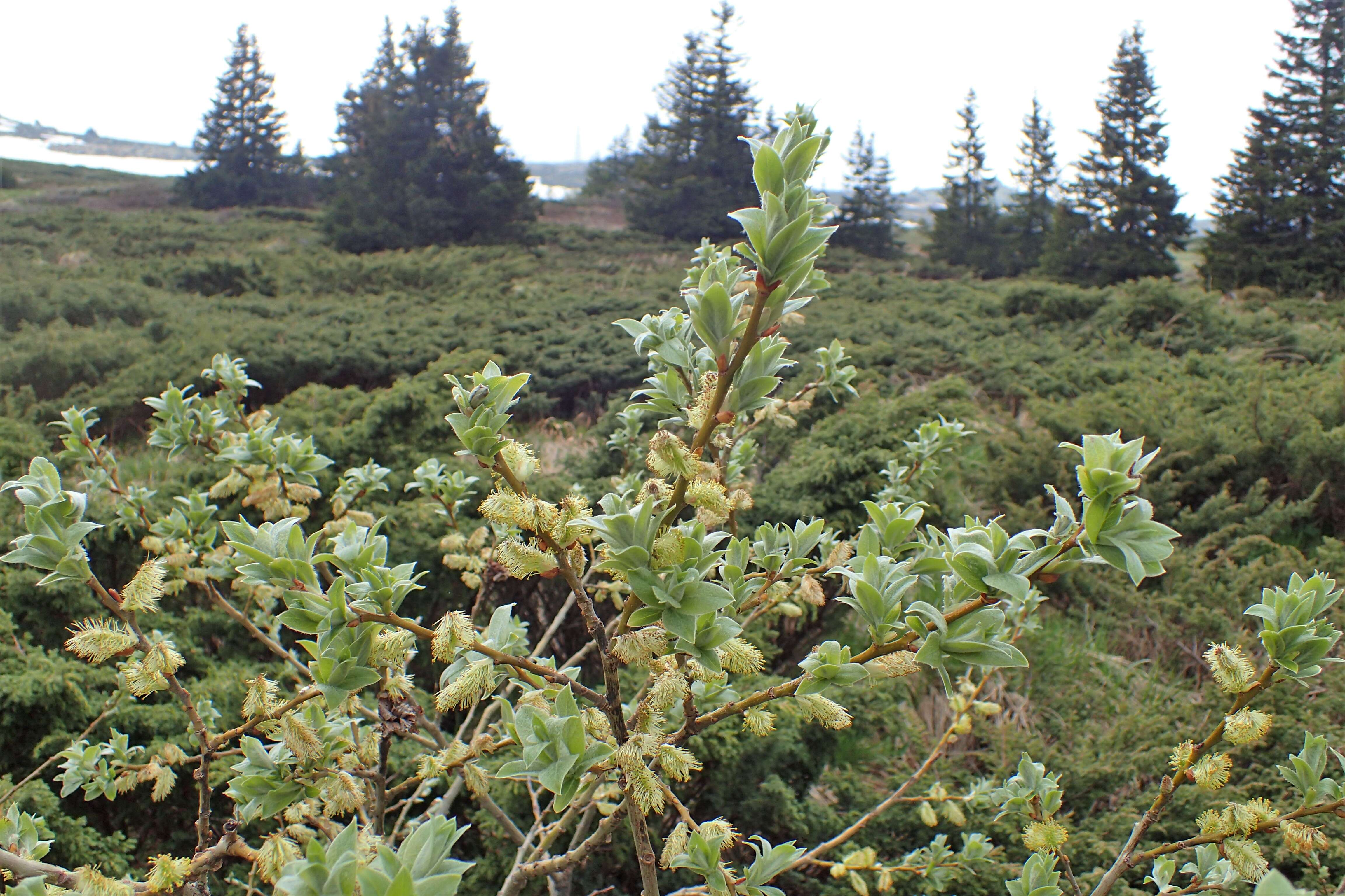 Image of Salix lapponum L.