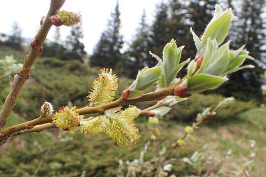 Image of Salix lapponum L.