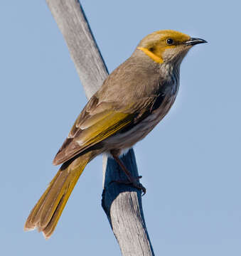 Image of Yellow-plumed Honeyeater