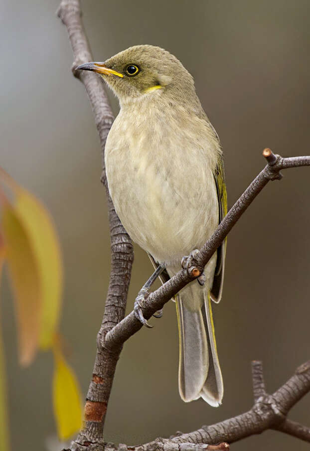 Imagem de Ptilotula fusca (Gould 1837)